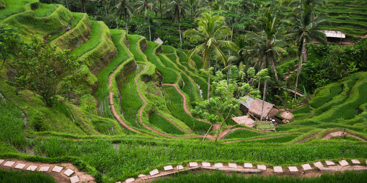 Tegalalang Village Image